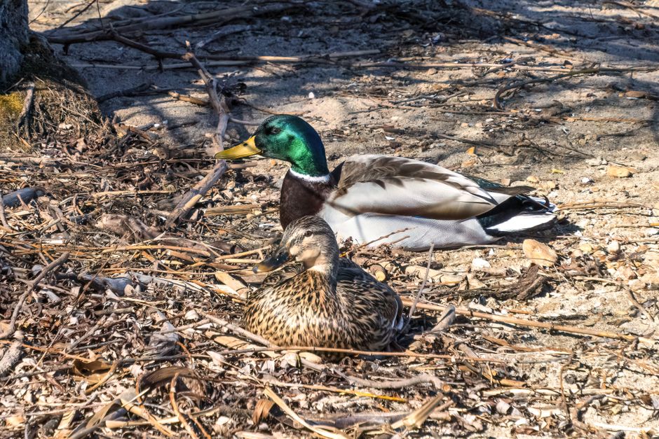 Two mallard ducks, male and female, resting on a sunny lakeside shore filled with dry leaves.