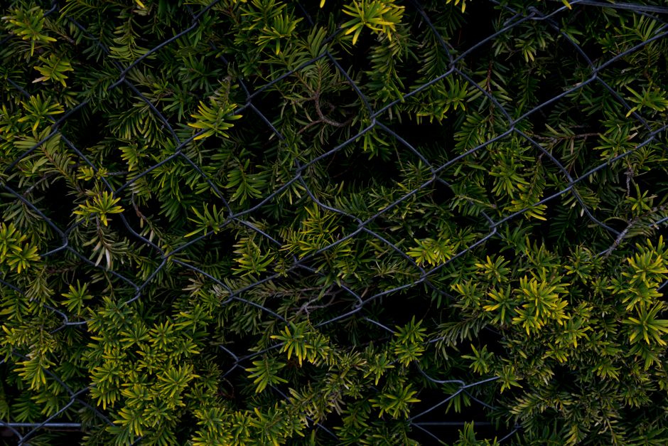 Lush green plants intertwined with a wire fence, showcasing natural beauty and texture.