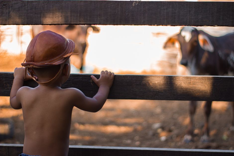 A child in a hat leans on a wooden fence, watching cattle in a rural setting.